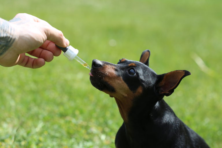 CBD Nutrition 14 6R6A7457 1 768x512