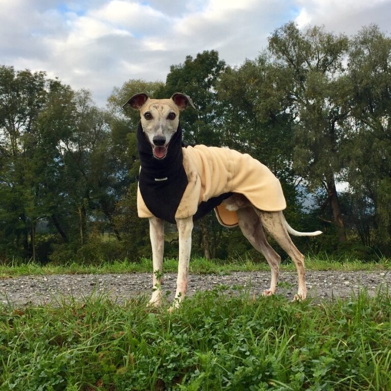 Dognate - Hundemode 10 pullover 768x768