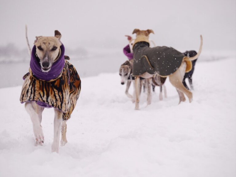 Dognate - Hundemode 9 sonder 768x577