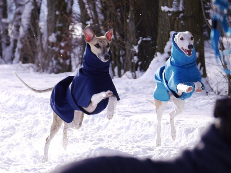 Dognate - Hundemode 8 winter 1 768x576