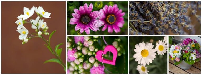 Blumen Beller 5 11068796 897613183638471 523730969 n 768x284