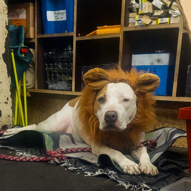 WhatsApp Bild 2023 12 24 um 13.54.07 57401b02 768x768