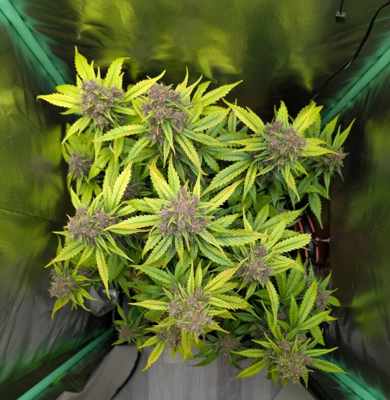 MySeeds – Cannabissamen in Deutschland mit Bitcoin kaufen 7 1000004241 768x787