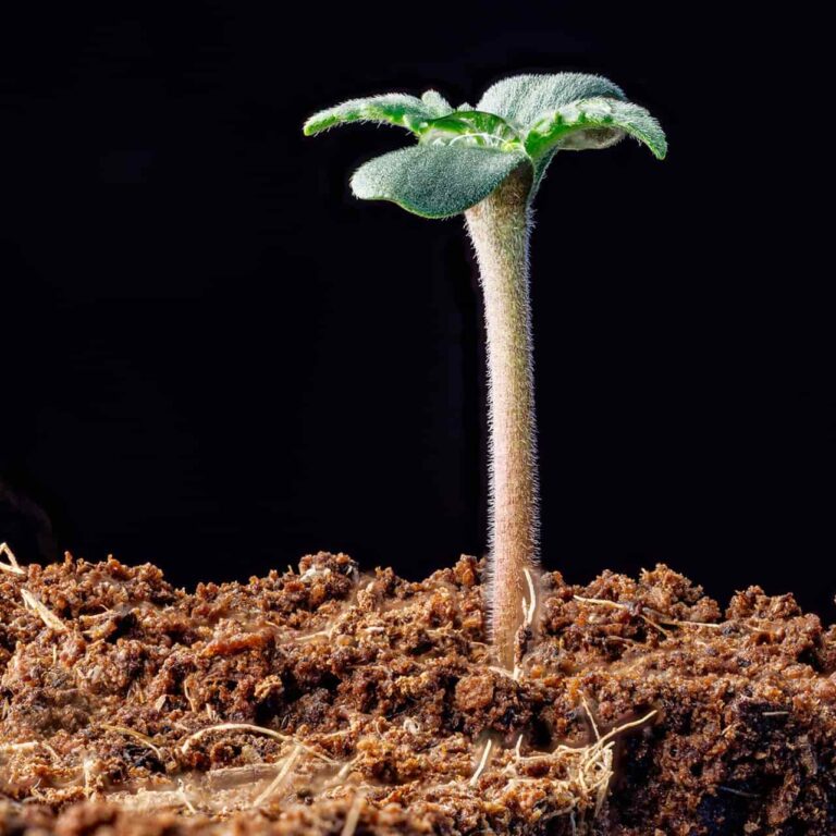 MySeeds – Cannabissamen in Deutschland mit Bitcoin kaufen 12 cannabis keimling schnellwachsende saemling tipps min 768x768