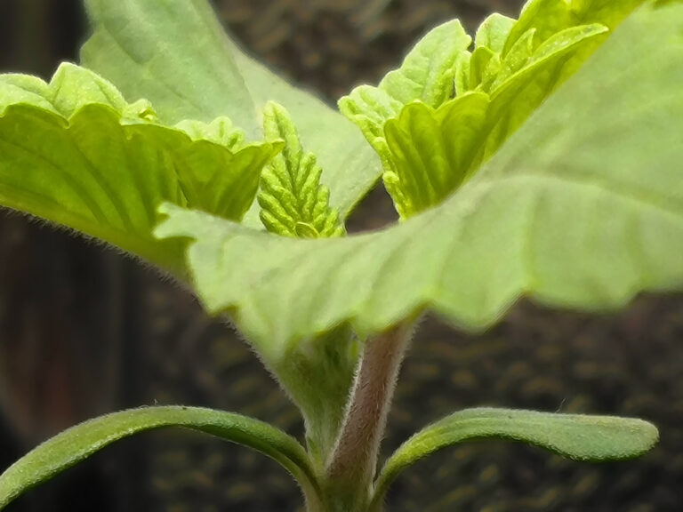 MySeeds – Cannabissamen in Deutschland mit Bitcoin kaufen 11 cannabis saemling low stress training detail 768x576